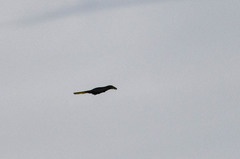 Psarocolius decumanus