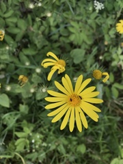 Doronicum pardalianches