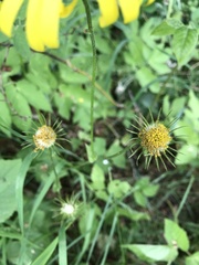 Doronicum pardalianches