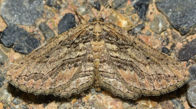 Menophra annegreteae