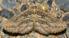 Menophra annegreteae