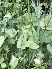 Doronicum pardalianches