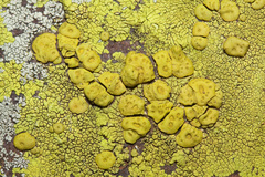 Acarospora epithallina