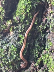 Geonemertes pelaensis