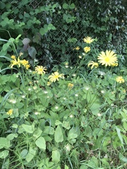 Doronicum pardalianches
