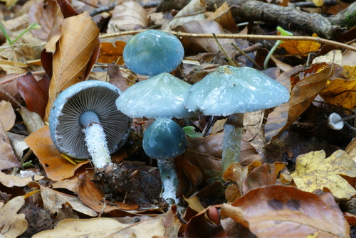 Verdigris Agaric