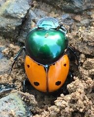 Helictopleurus quadripunctatus