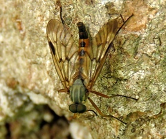 Rhagio scolopaceus