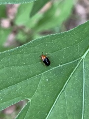 Triplax thoracica