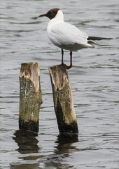 Chroicocephalus ridibundus