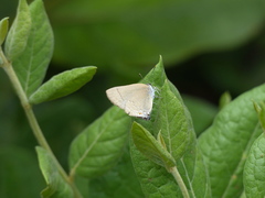 Allosmaitia strophius