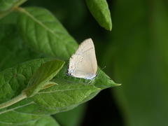 Allosmaitia strophius