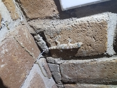 Phyllodactylus xanti