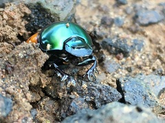 Helictopleurus quadripunctatus