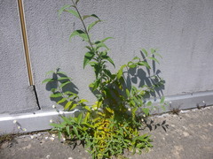 Buddleja davidii