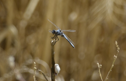 Yellow-veined Skimmer