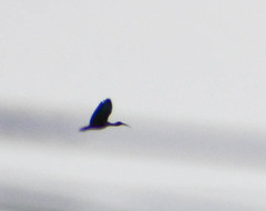 Phimosus infuscatus