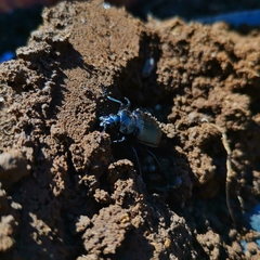 Calosoma vagans