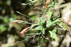 Dicliptera sciadephora