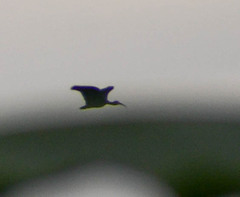 Phimosus infuscatus