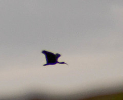 Phimosus infuscatus