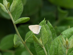 Allosmaitia strophius