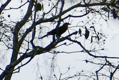 Psarocolius angustifrons