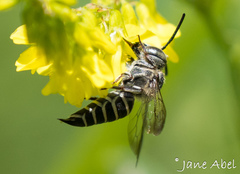 Coelioxys