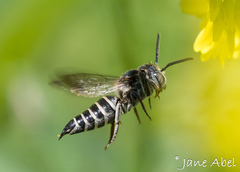 Coelioxys