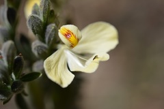 Henrya insularis