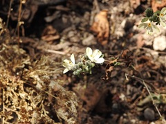 Henrya insularis