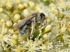 Andrena nitida