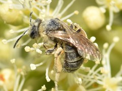Andrena nitida