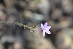 Pseuderanthemum alatum