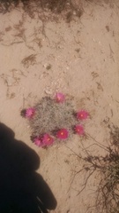 Coryphantha macromeris macromeris