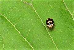 Brachiacantha decempustulata