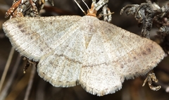 Isturgia catalaunaria