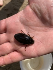 Dytiscus marginalis