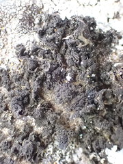 Lathagrium fuscovirens