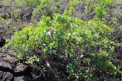 Capparis sandwichiana