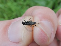 Stenurella melanura