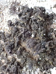 Lathagrium fuscovirens