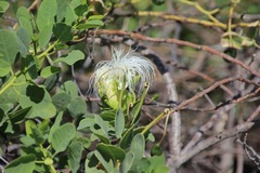 Capparis sandwichiana