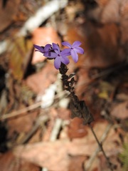 Pseuderanthemum alatum