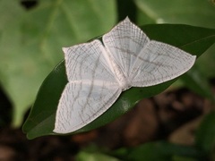 Acropteris illiturata
