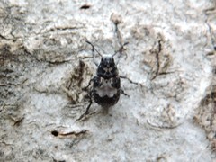 Gonotropis dorsalis