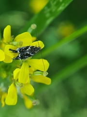 Klimeschiopsis kiningerella