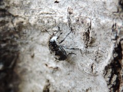 Gonotropis dorsalis