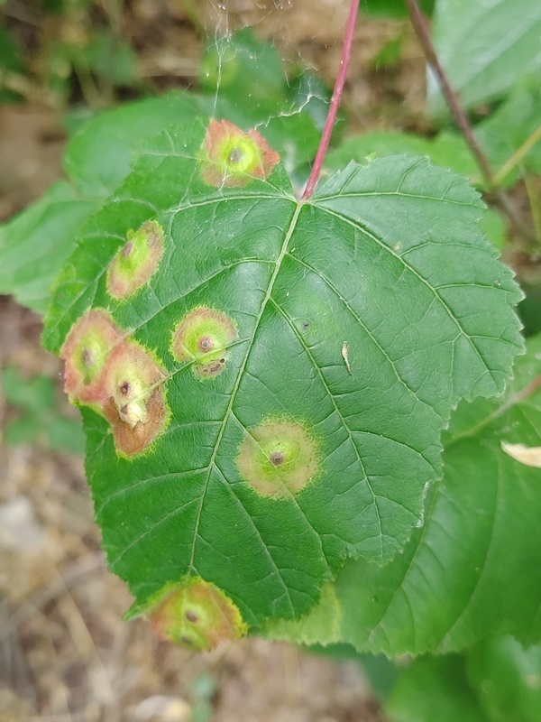 Acericecis szepligetii