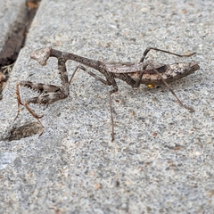 Stagmomantis carolina